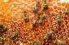 Vykoupím český včelí med (výkup med